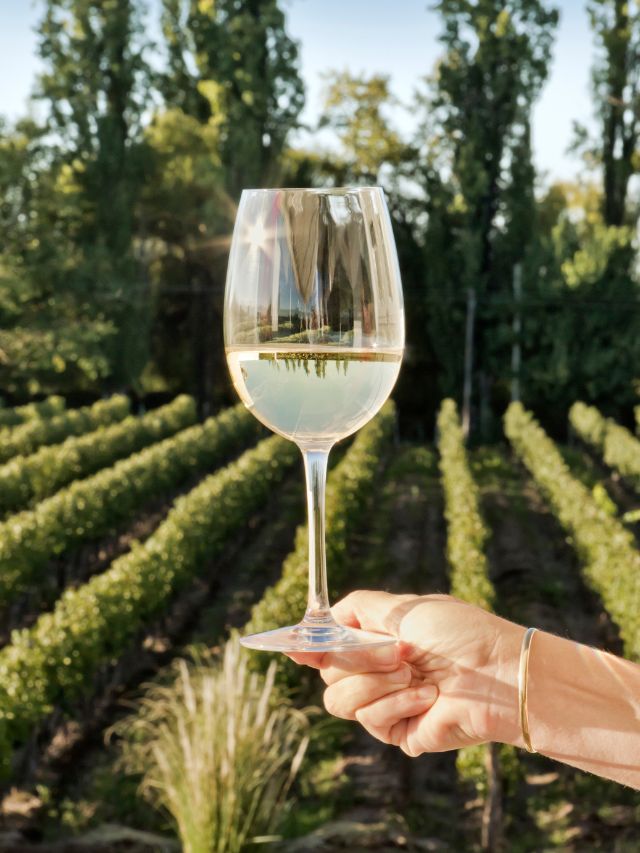 glass of white being held in front of vineyard