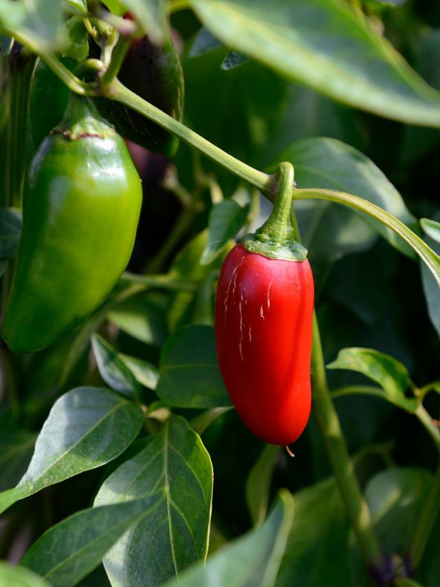 peppers on a vine outside