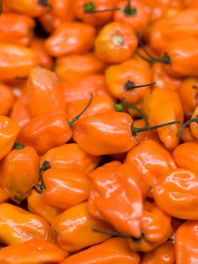 close up of orange habanero peppers