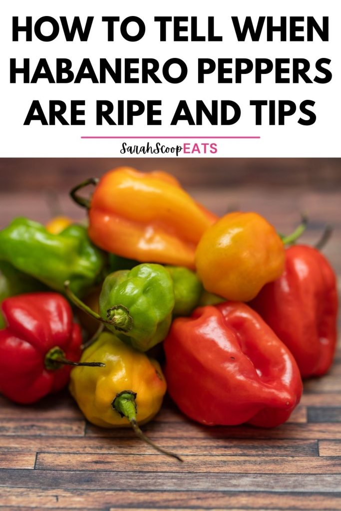 how to tell when habanero peppers are ripe Pinterest imge