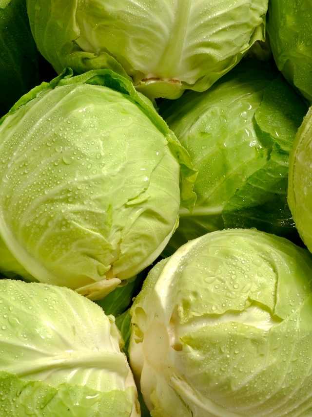 A close up of a bunch of green cabbages.