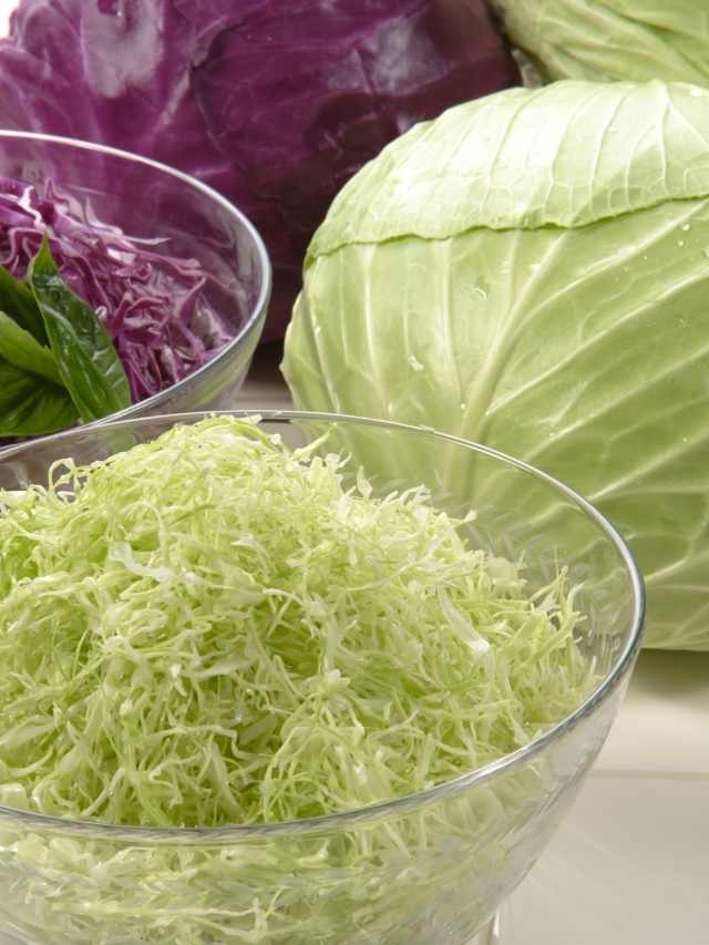 Shredded cabbage in bowls on a counter.
