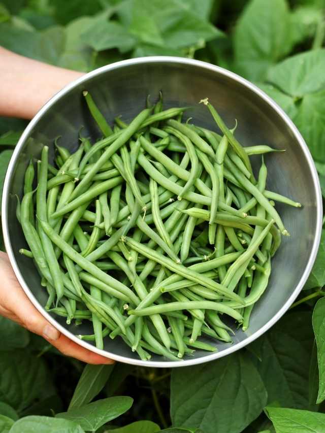 A person holding a bowl of green beans.